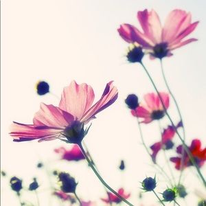 Meet your Posher, Martha